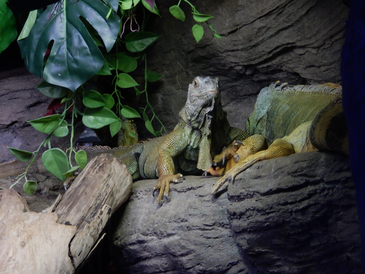 4/1/2025 - Green Iguanas