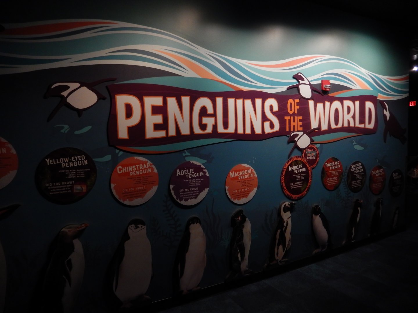 4/1/2025 - Penguin Species Mural