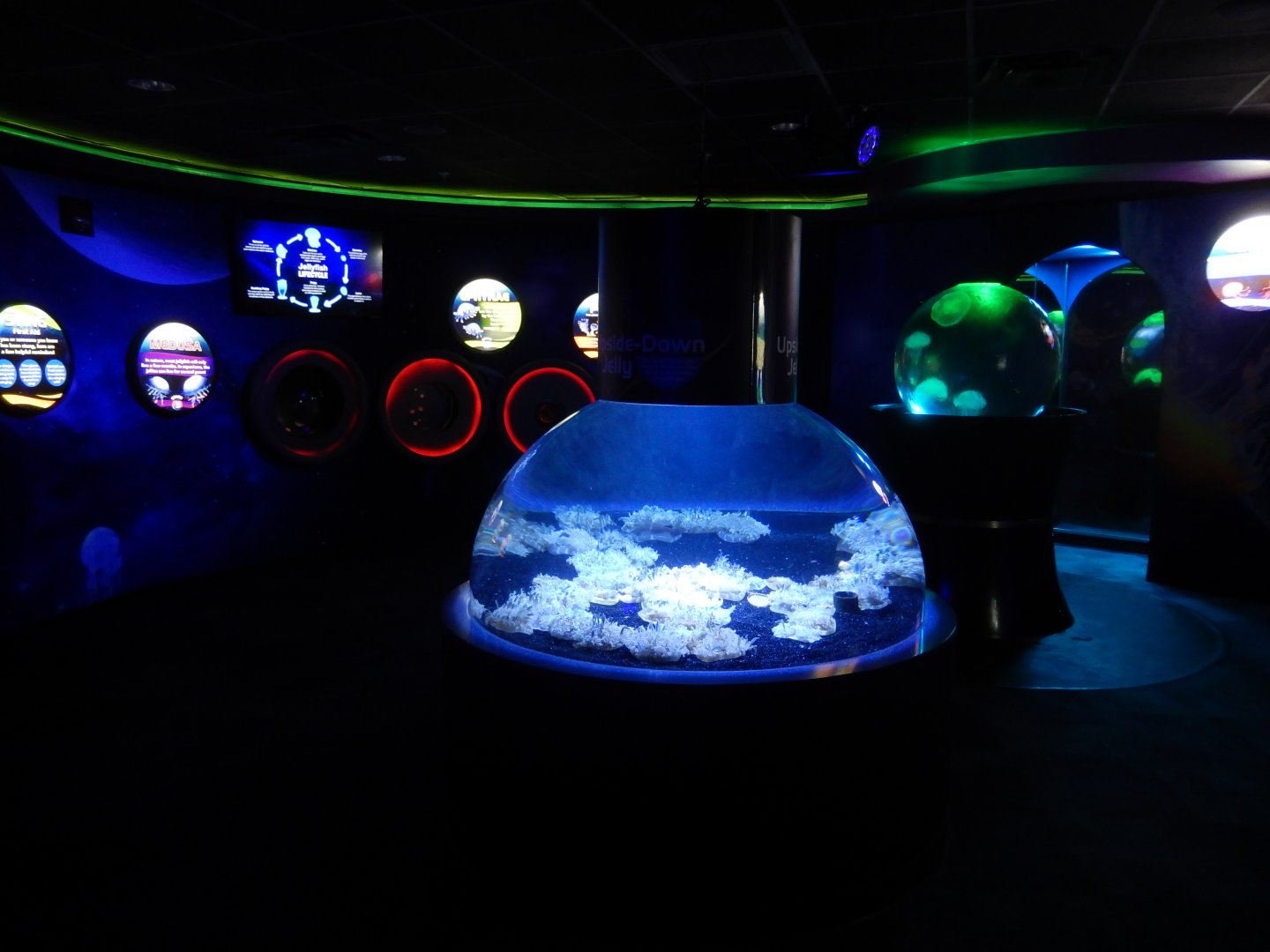 4/1/2025 - Planet Jellies General Area