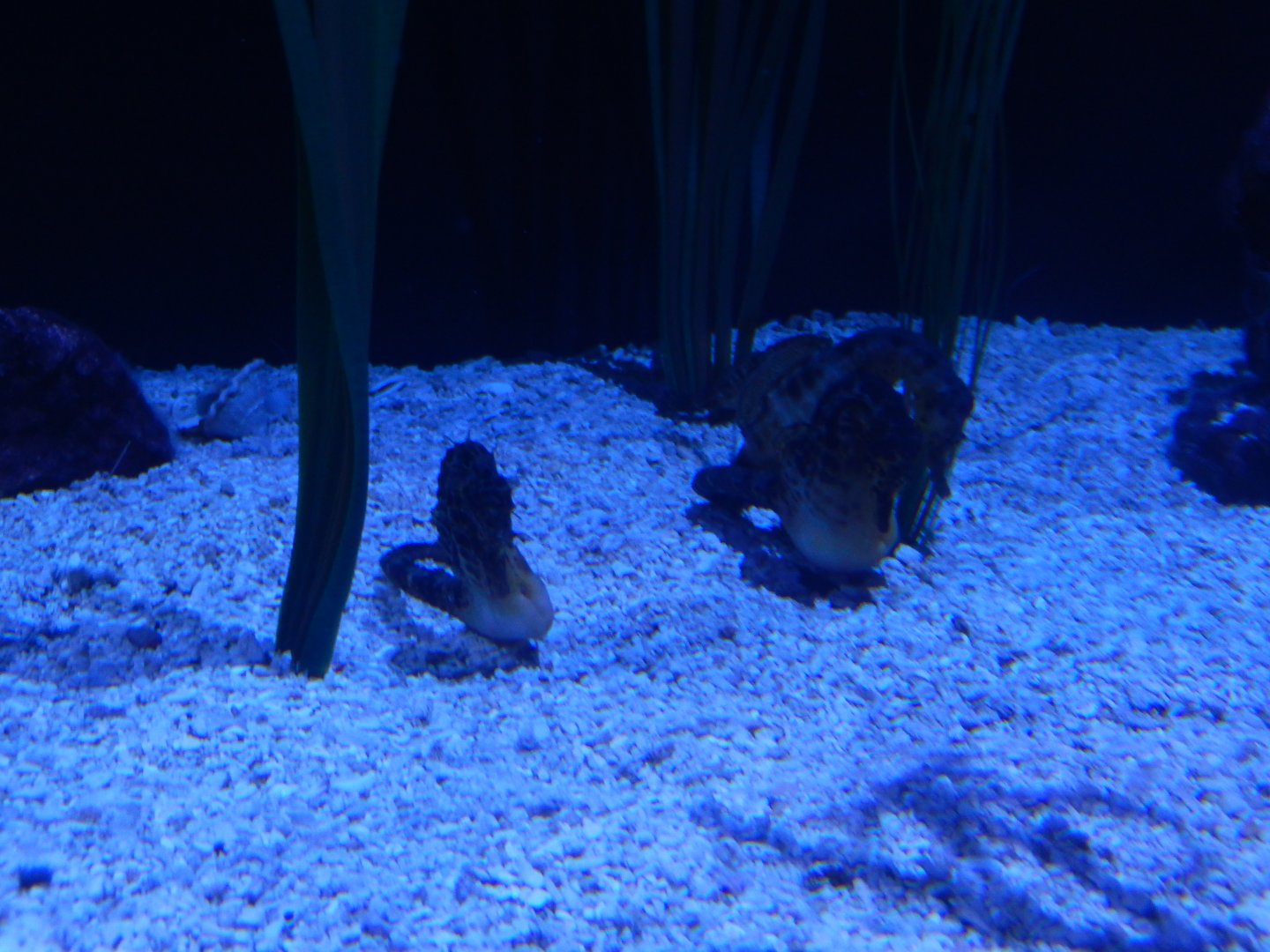 4/1/2025 - Pot-Bellied Seahorses
