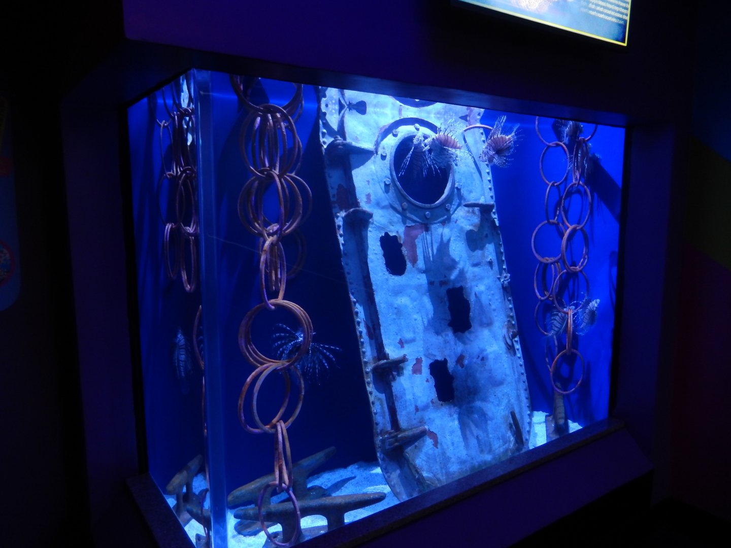 4/1/2025 - Red Lionfish Tank