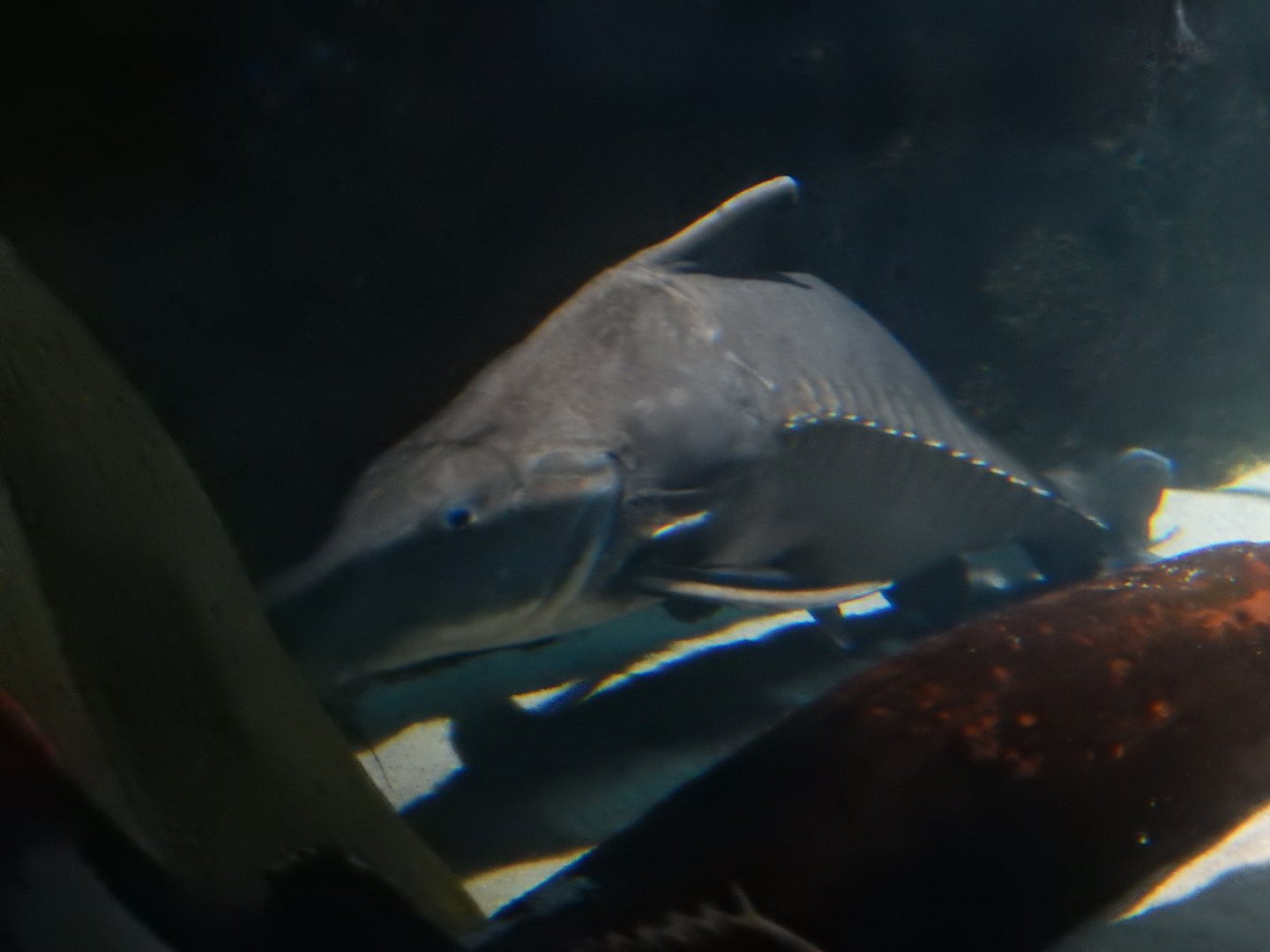 4/1/2025 - Ripsaw Catfish