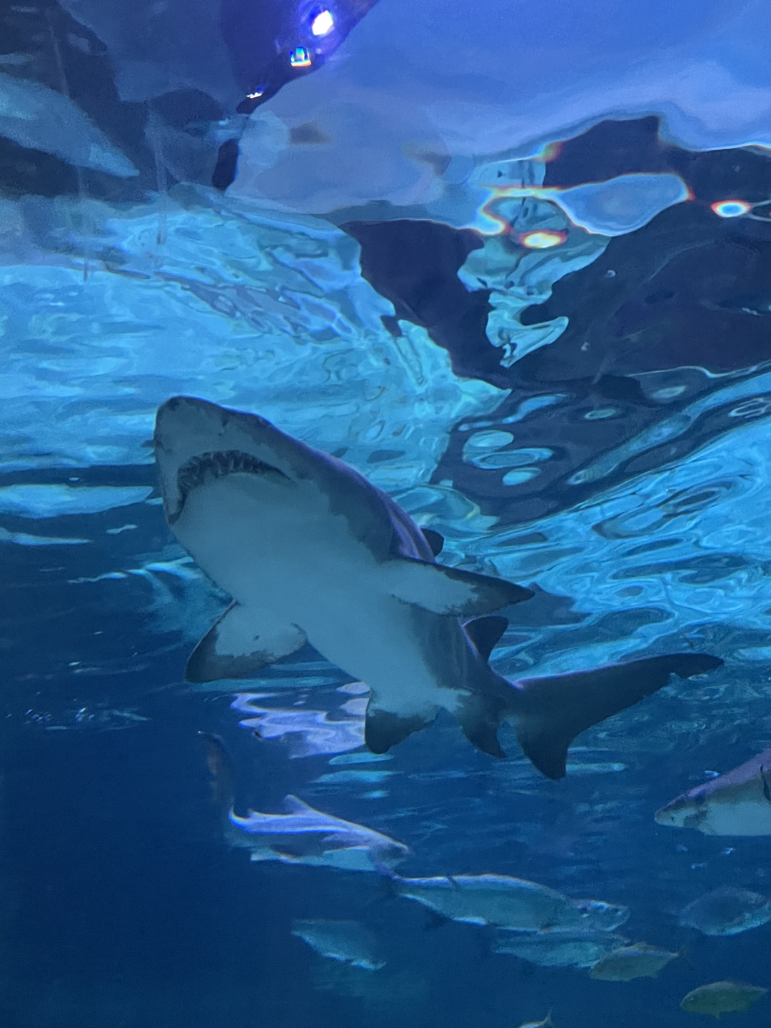 4/1/2025 - Sand Tiger Shark