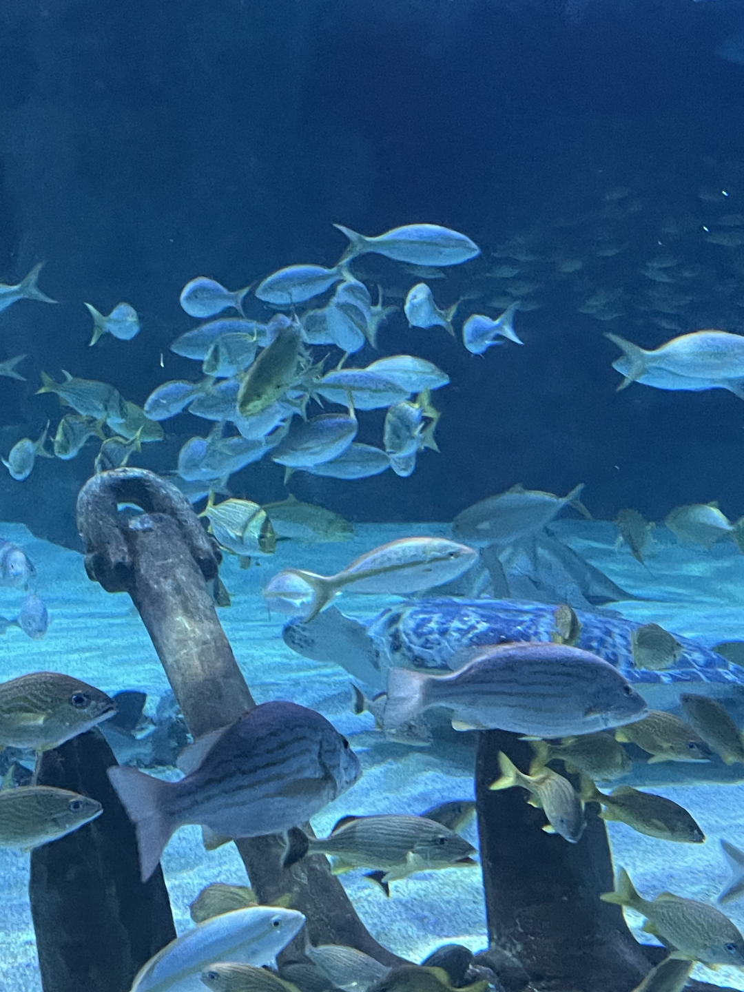 4/1/2025 - Sea Turtle Amongst the School