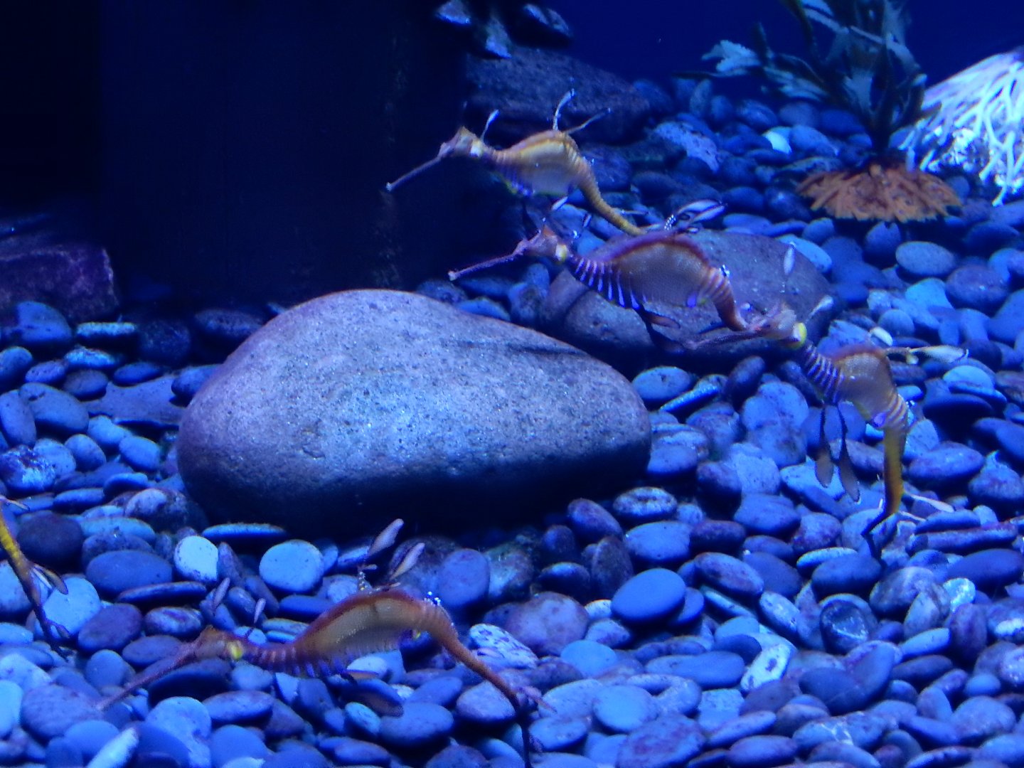 4/1/2025 - Weedy Sea Dragons