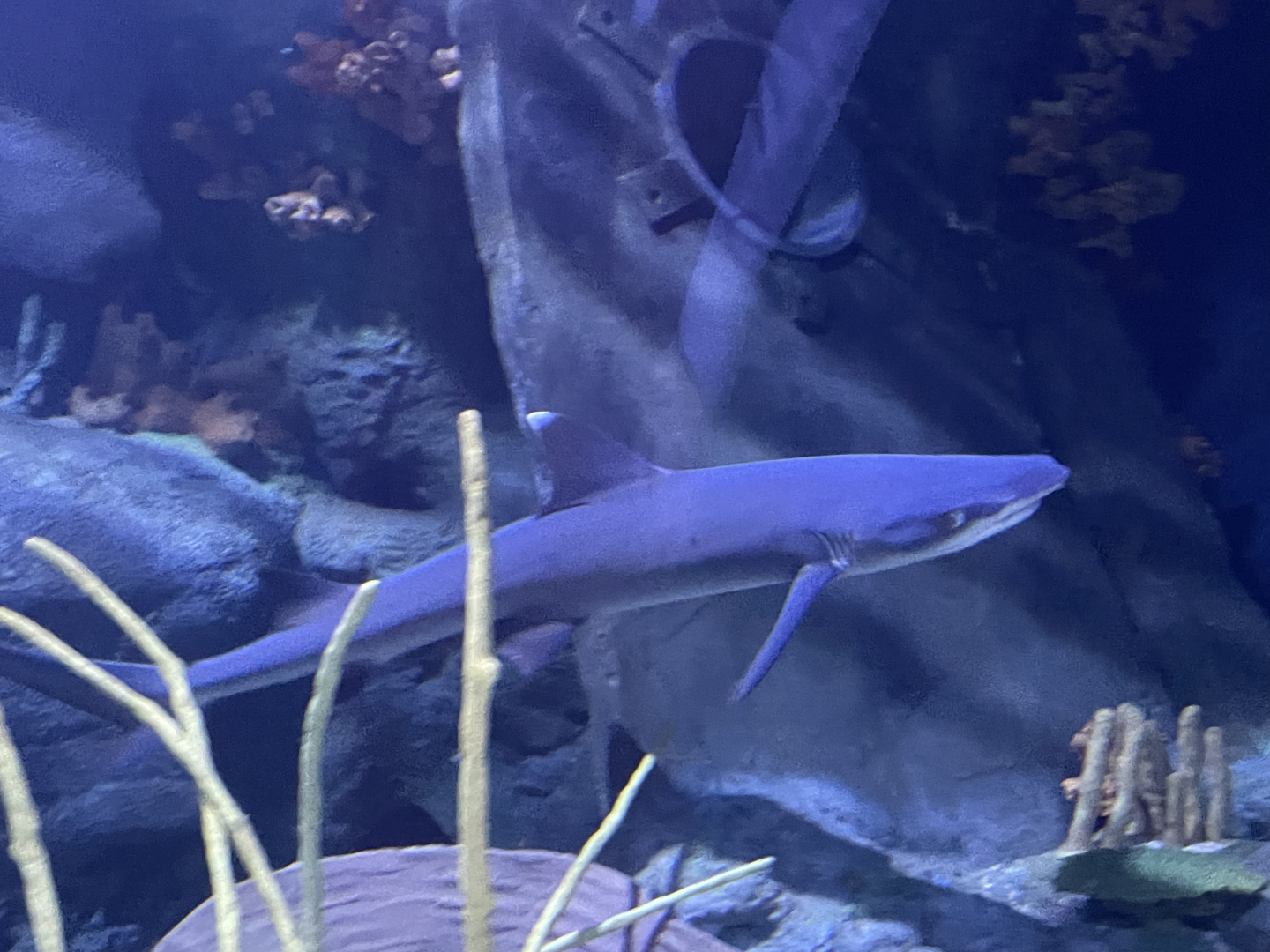 4/1/2025 - Whitetip Reef Shark