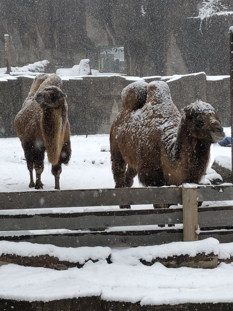 4/14/2019 - Camel Blizzard