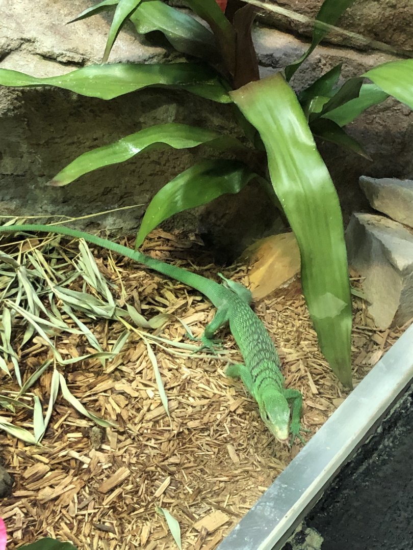 4/14/2019 - Emerald Tree Monitor