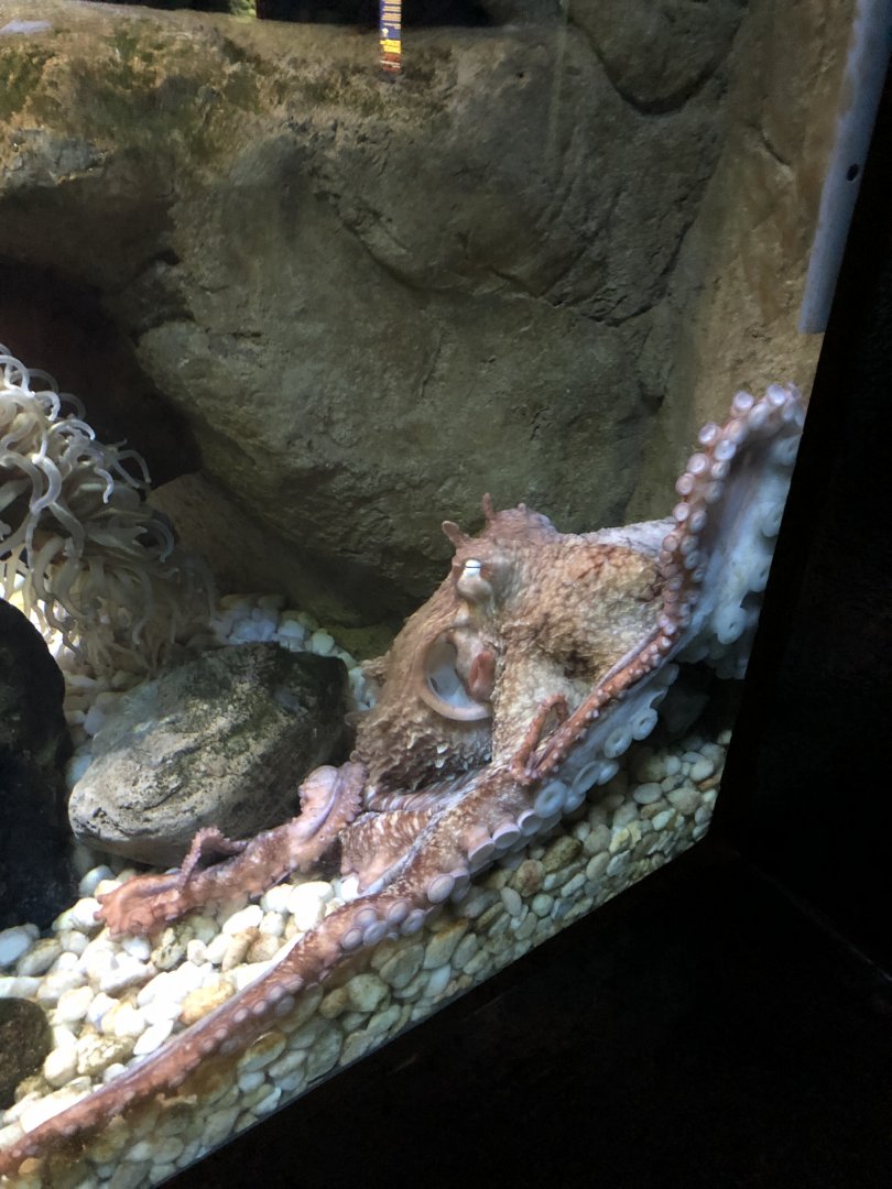 4/14/2019 - Giant Pacific Octopus