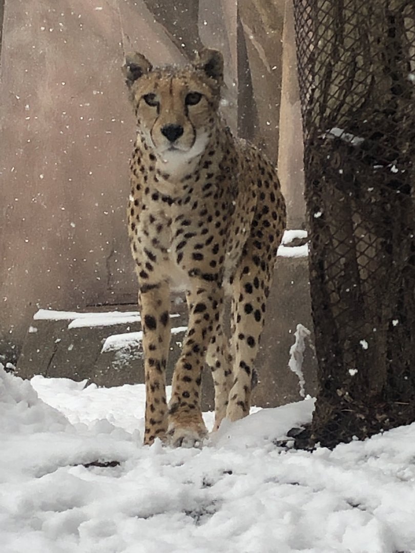4/14/2019 - Kira the Snow Cheetah