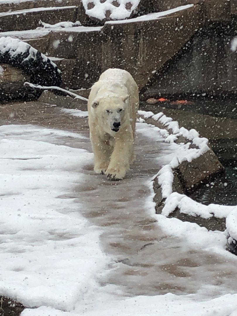 4/14/2019 - Queen of the Arctic