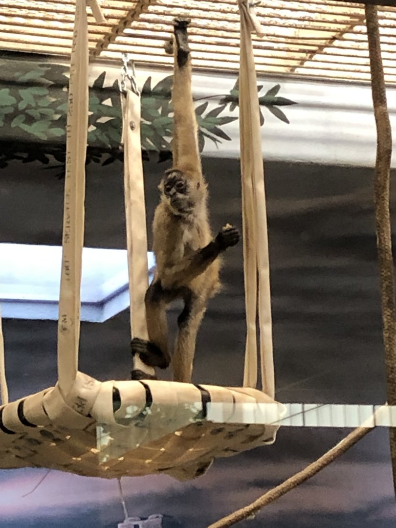 4/14/2019 - Spider Monkey