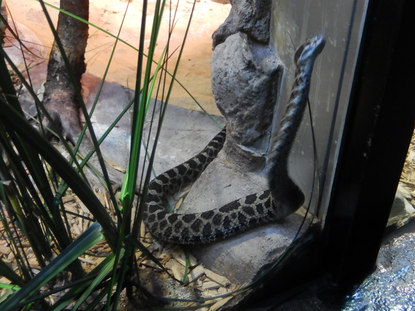 4/17/2018 - Active Snake