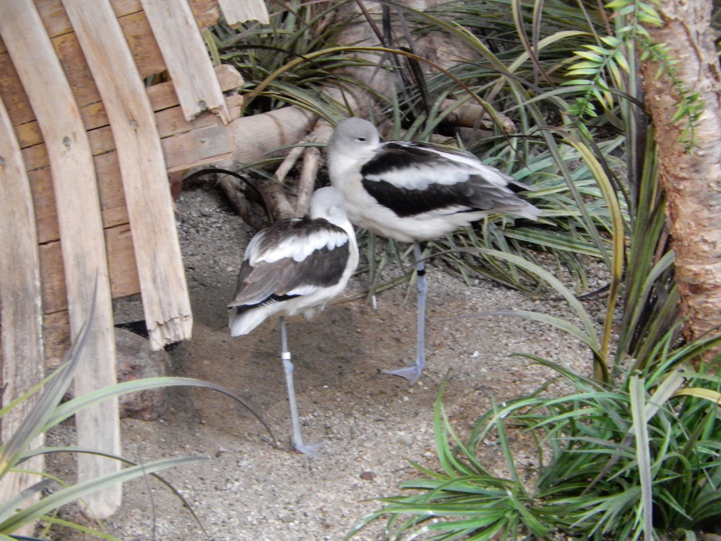 4/17/2018 - American Avocets