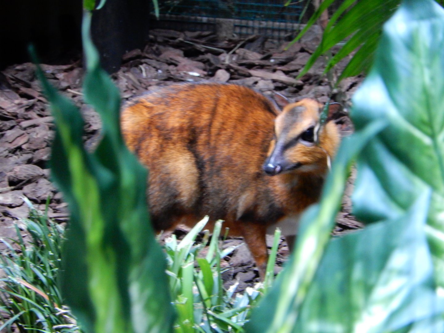 4/17/2018 - Chevrotain