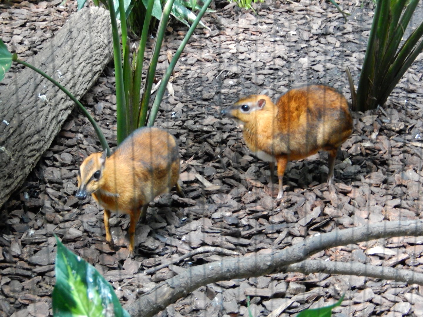 4/17/2018 - Chevrotains