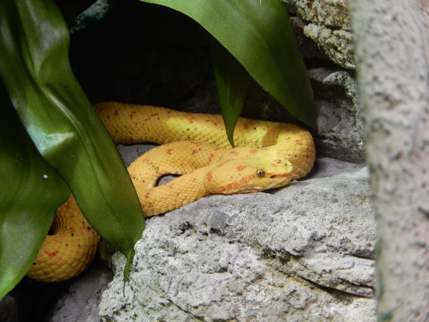 4/17/2018 - Eyelash Viper