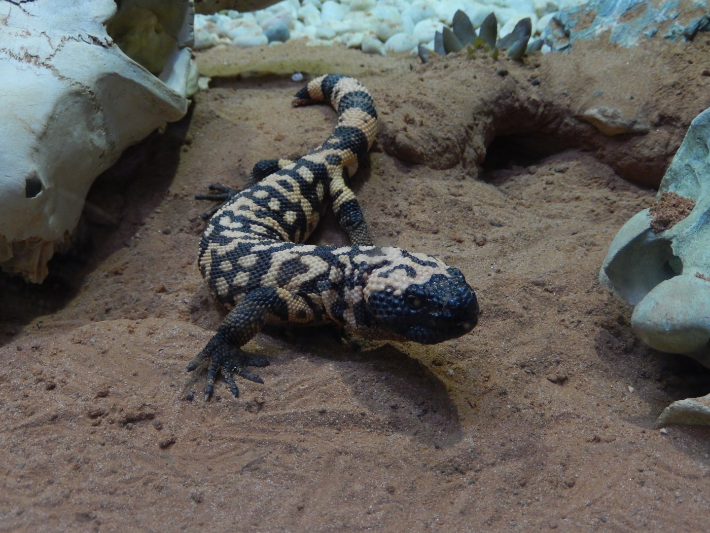 4/17/2018 - Gila Monster