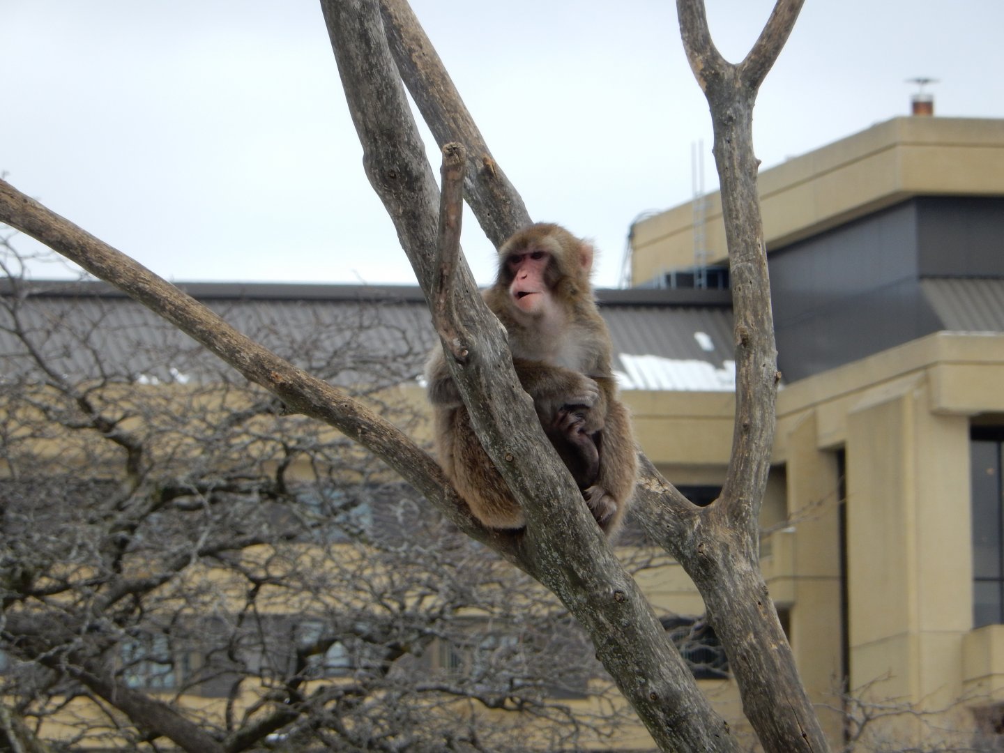 4/17/2018 - Japanese Macaque