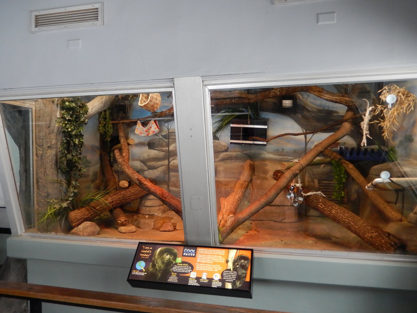 4/17/2018 - New Goeldi's Monkey Exhibit