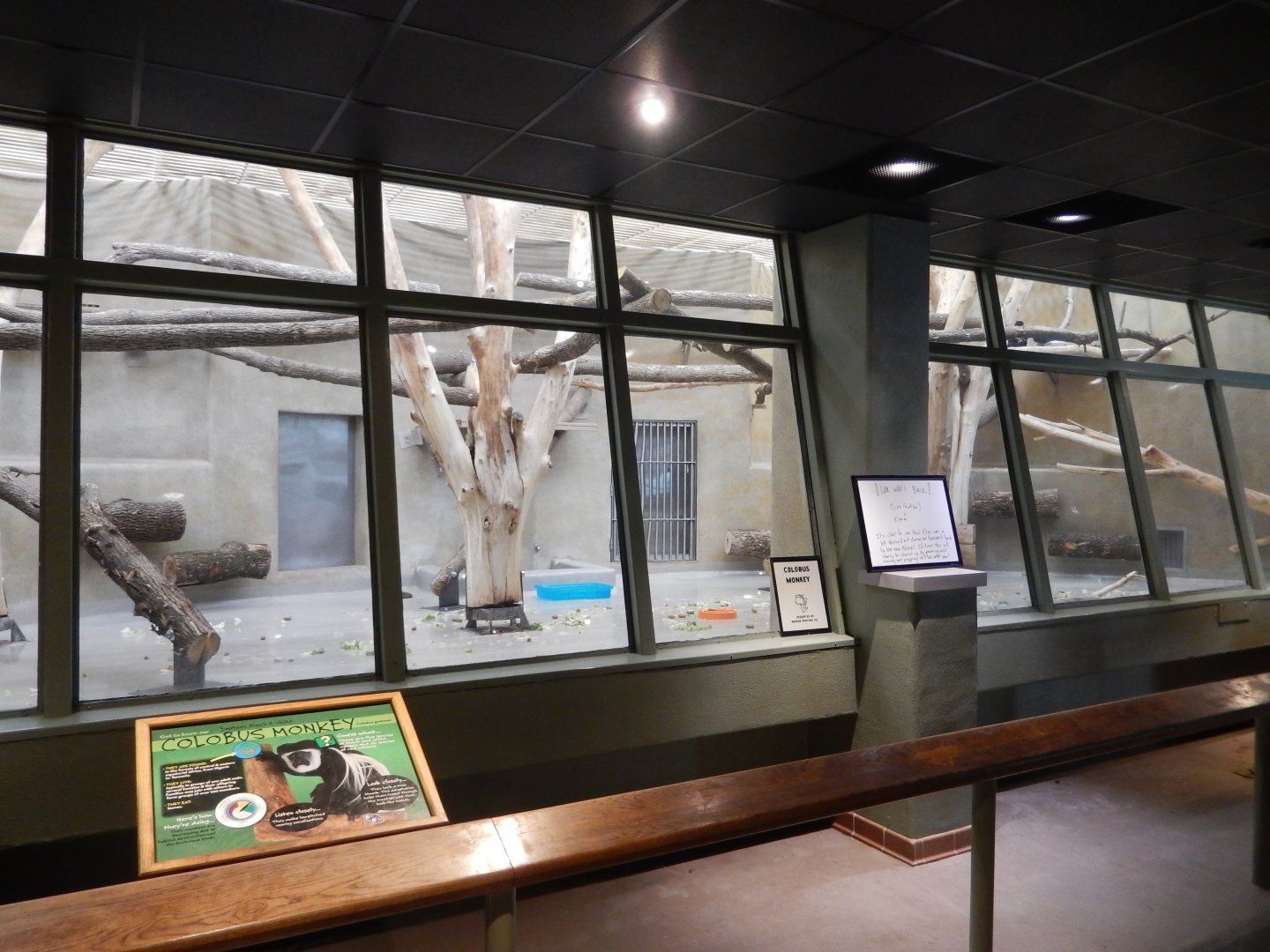 4/17/2018 - Newly Renovated Colobus Monkey Exhibit