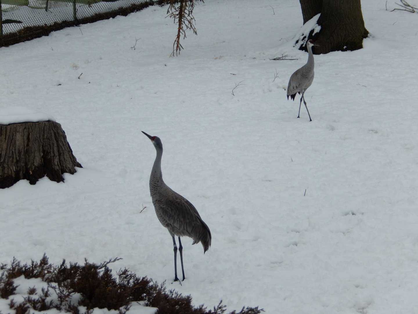 4/17/2018 - Sandhill Cranes