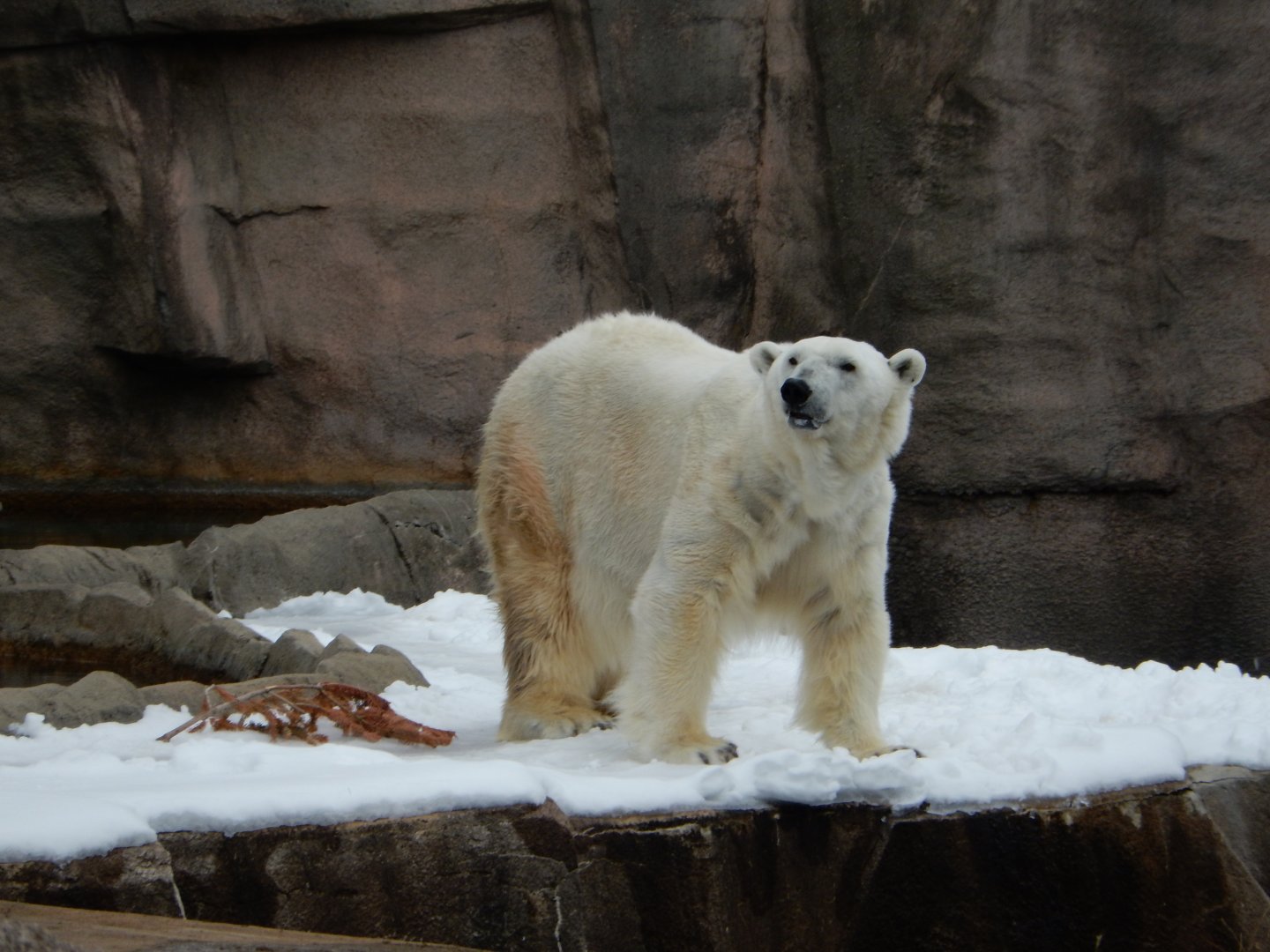 4/17/2018 - Snow Lilly