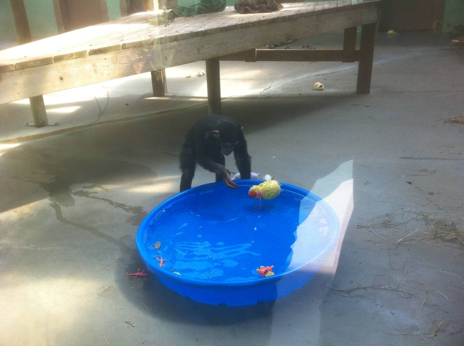 4/2/2013 - 5-Year-Old Chimpanzee