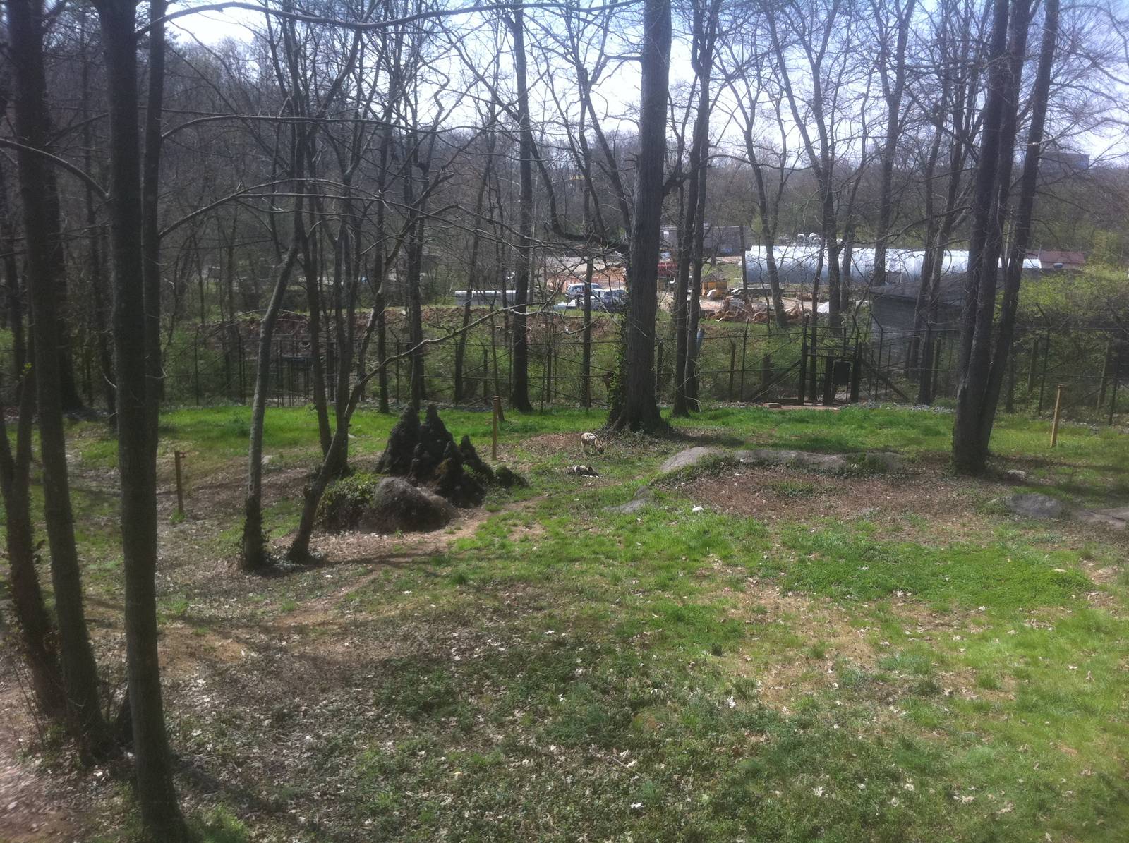 4/2/2013 - African Wild Dog Exhibit