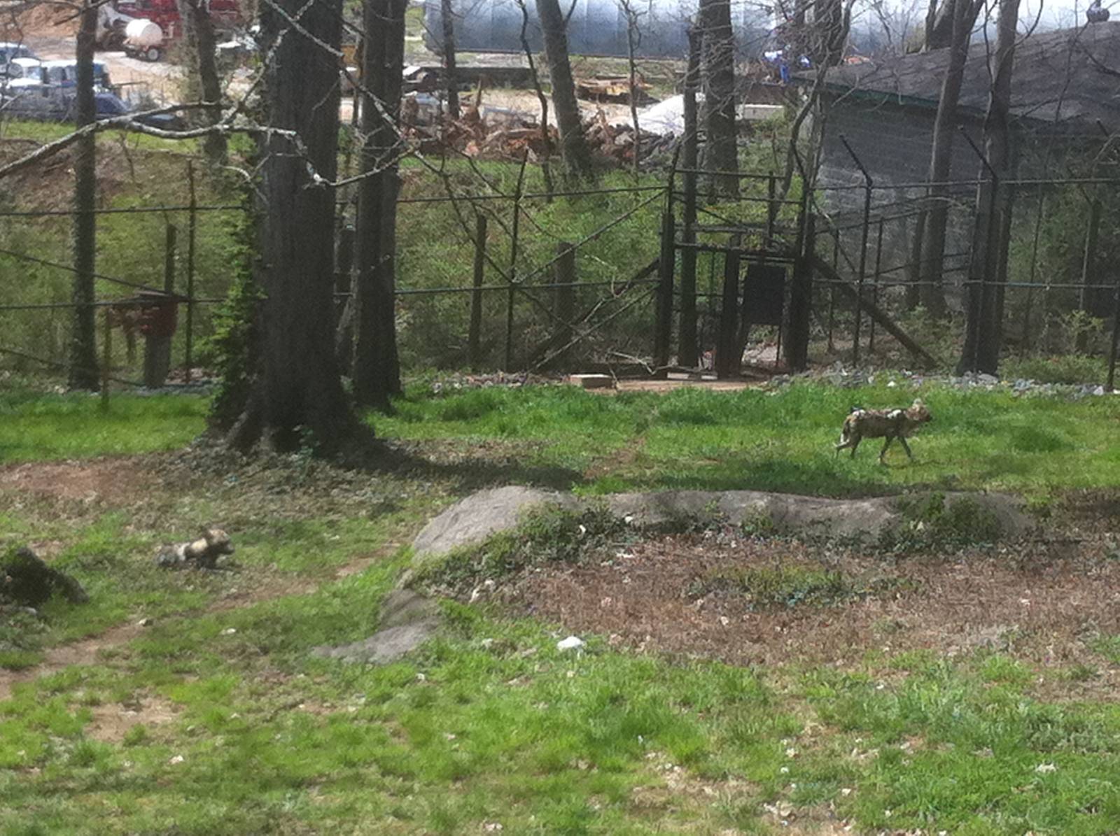 4/2/2013 - African Wild Dog Exhibit