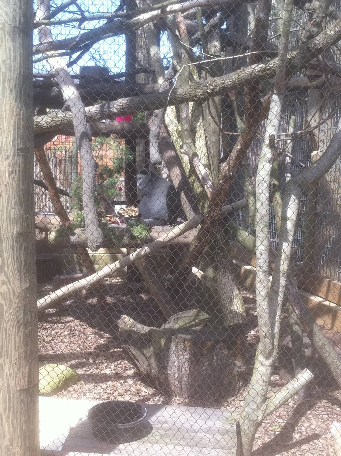 4/2/2013 - Blue Monkey Exhibit