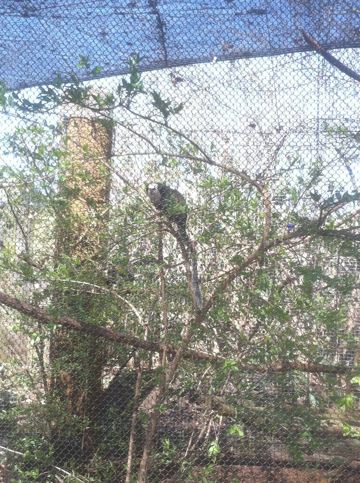 4/2/2013 - Geoffrey's Marmoset Exhibit