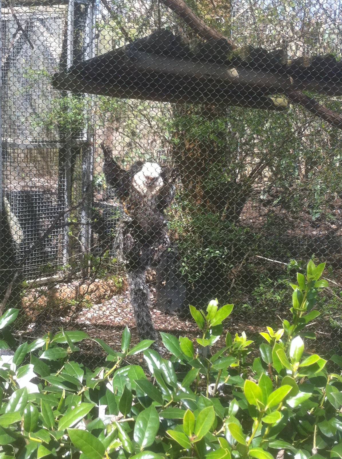 4/2/2013 - Geoffrey's Marmoset