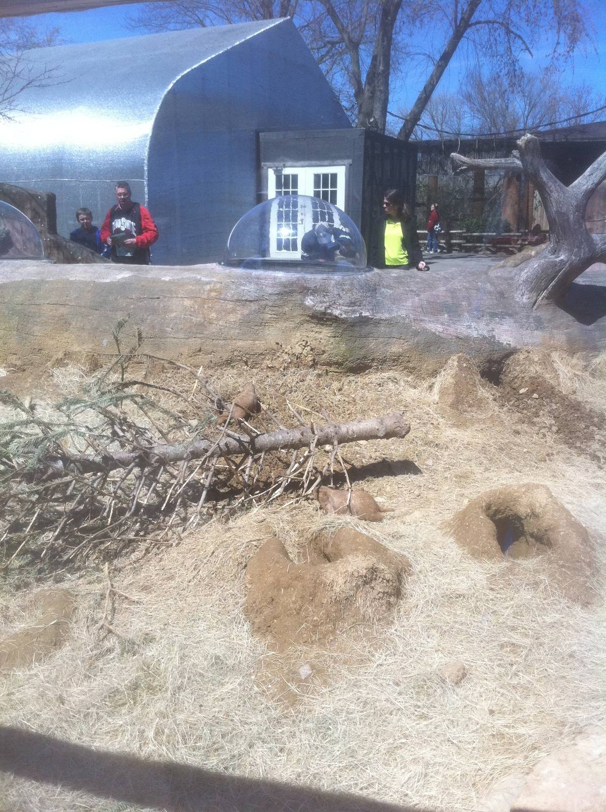 4/2/2013 - Half of Prairie Dog Exhibit