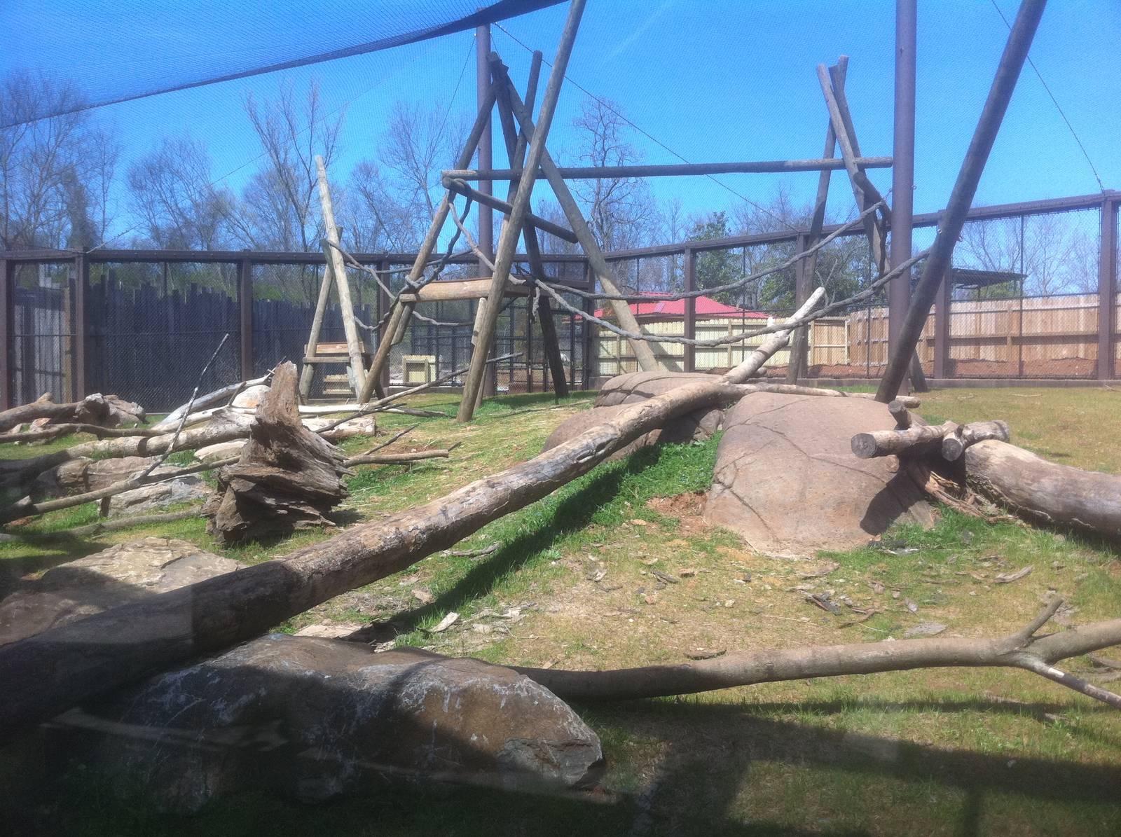 4/2/2013 - Hamadryas Baboon Exhibit