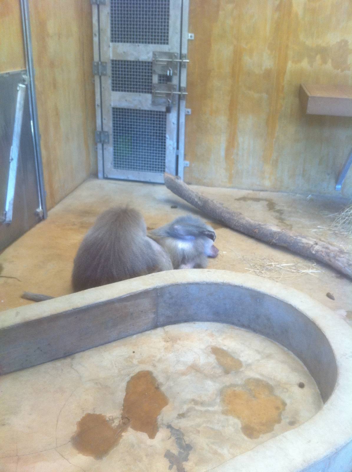 4/2/2013 - Hamadryas Baboons