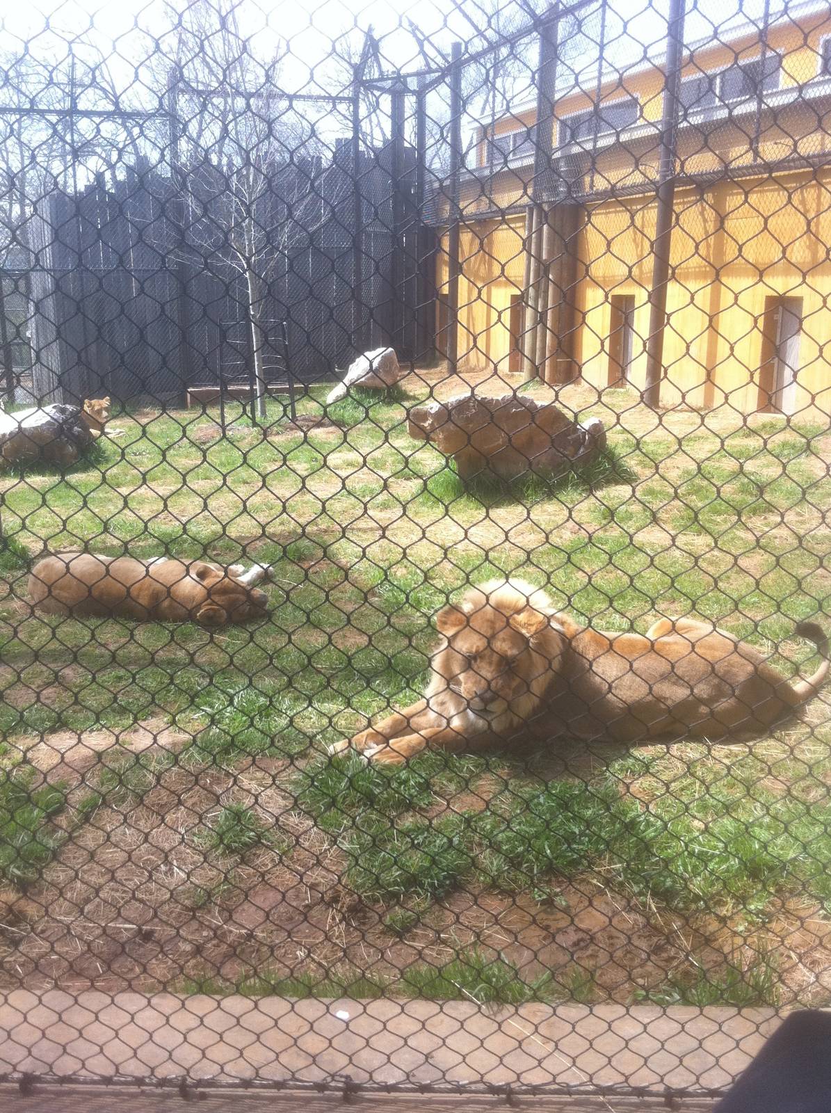 4/2/2013 - Lion Exhibit