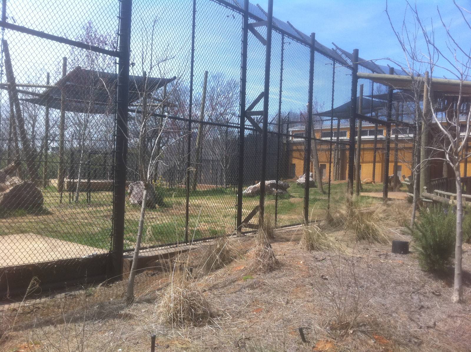 4/2/2013 - Lion Exhibit