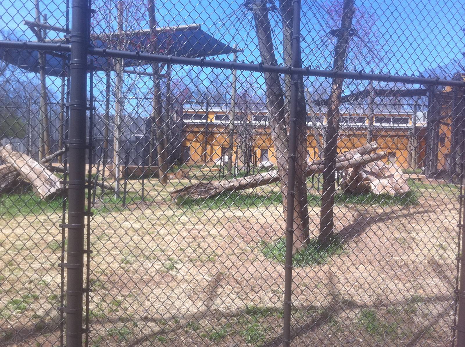 4/2/2013 - Lion Exhibit