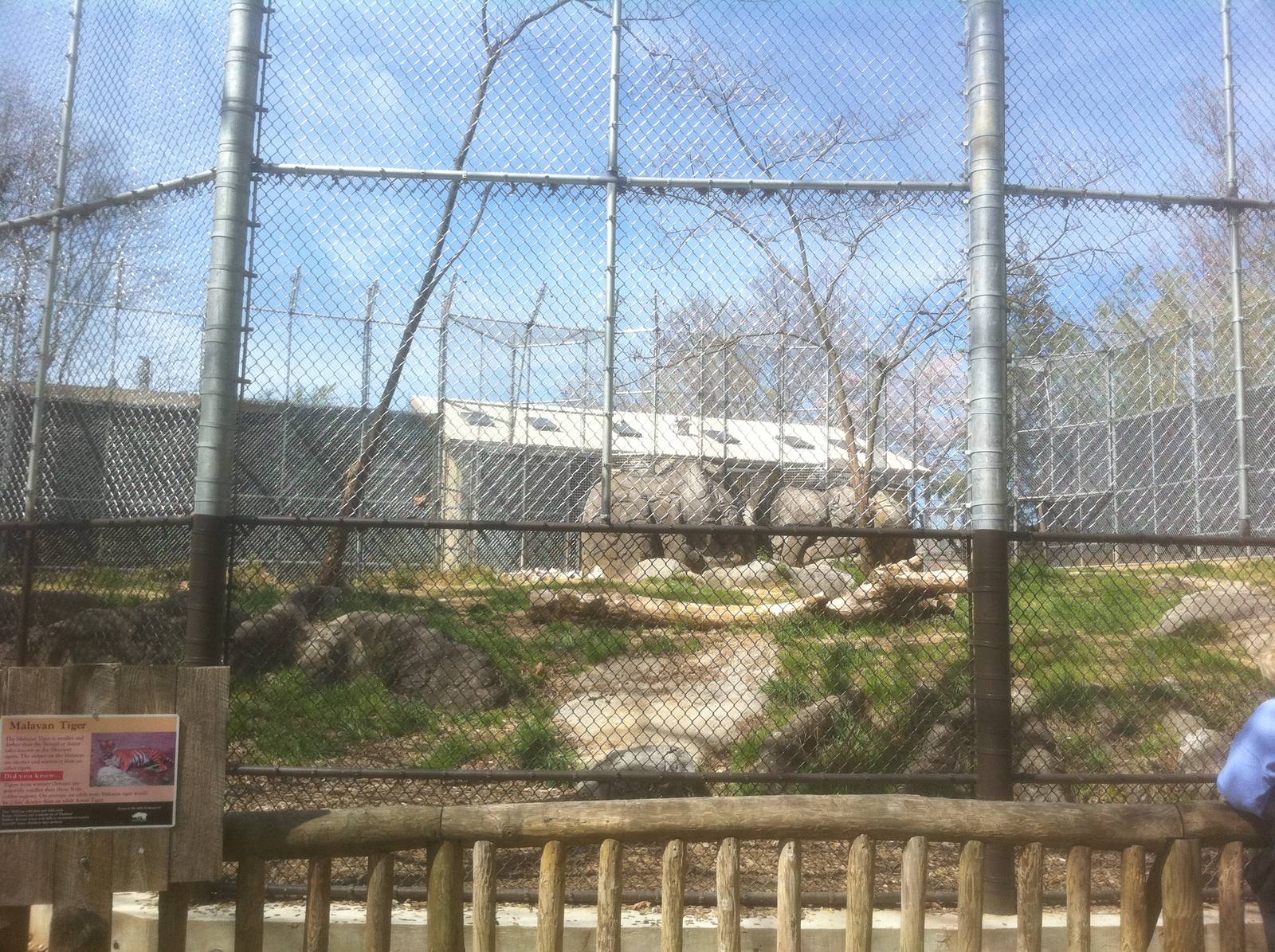 4/2/2013 - Malayan Tiger Exhibit