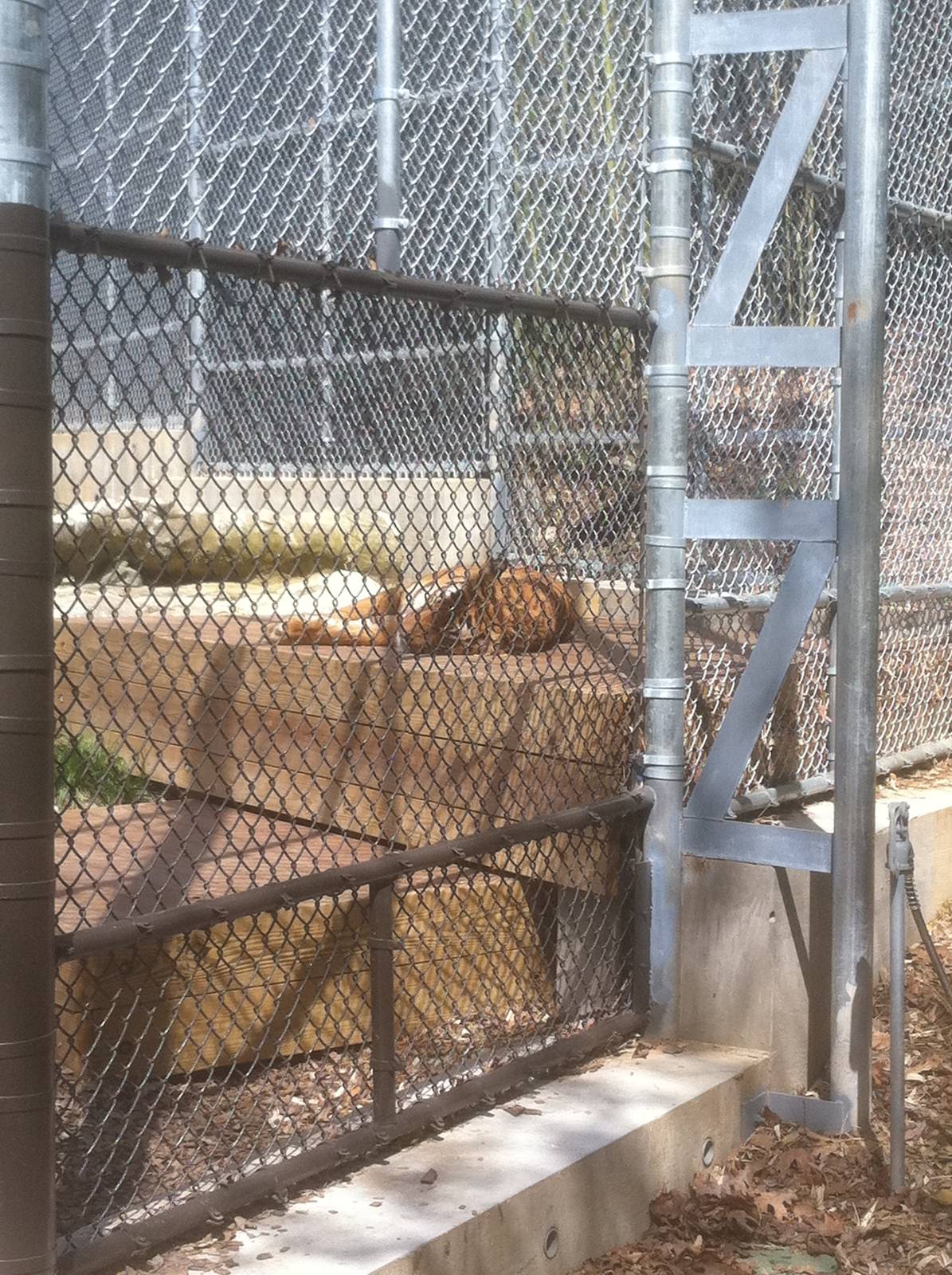 4/2/2013 - Malayan Tiger