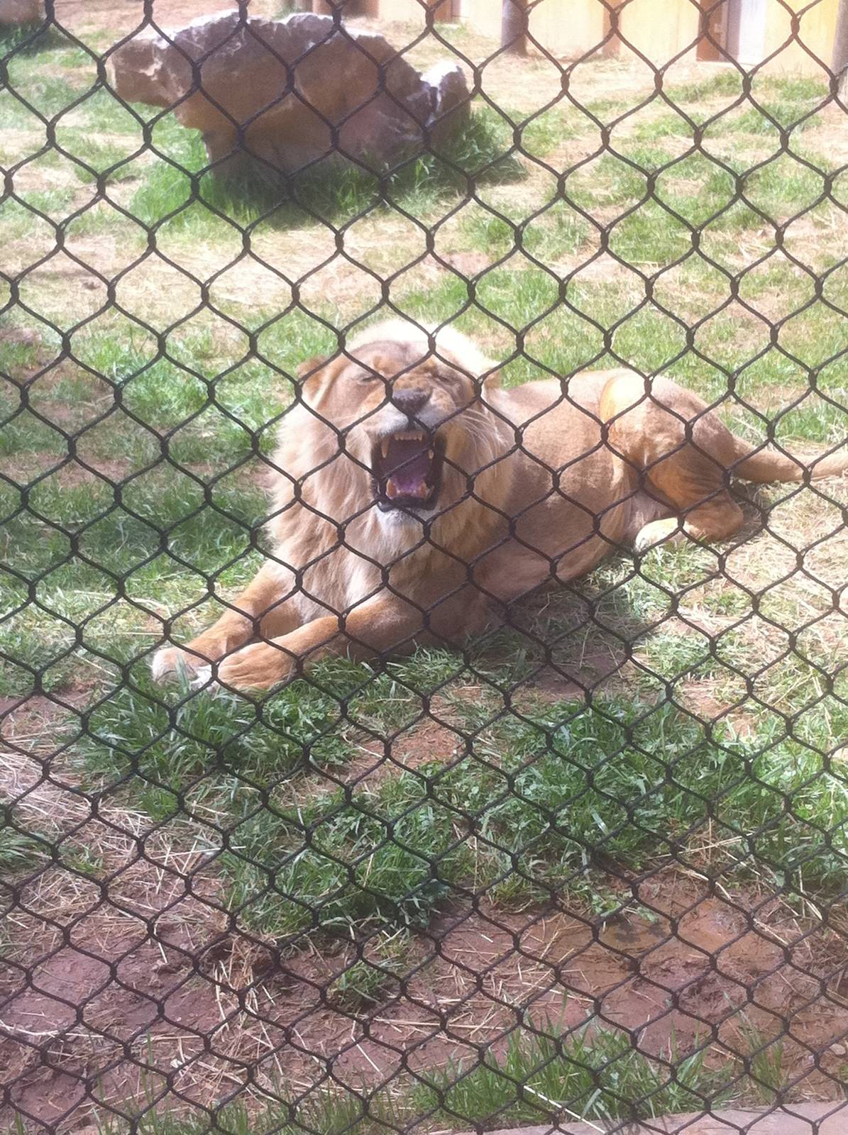 4/2/2013 - Male Lion