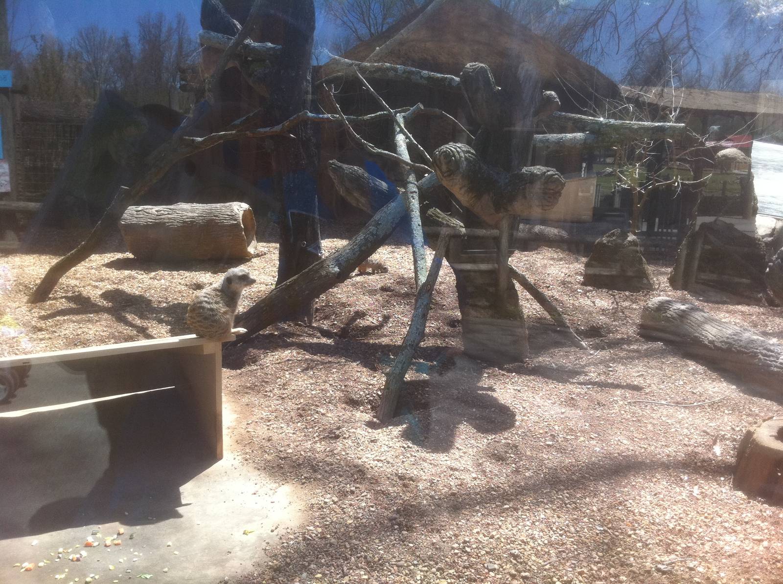 4/2/2013 - Meerkat Exhibit