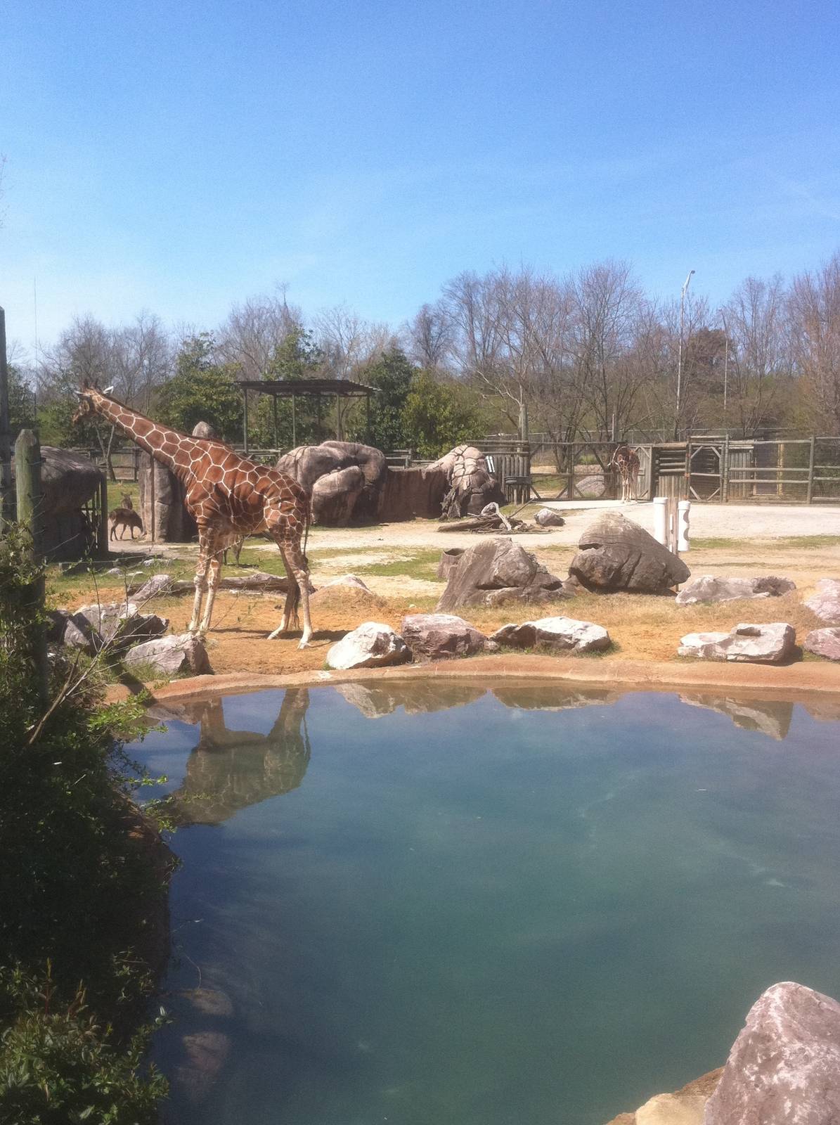 4/2/2013 - Mixed Species Exhibit