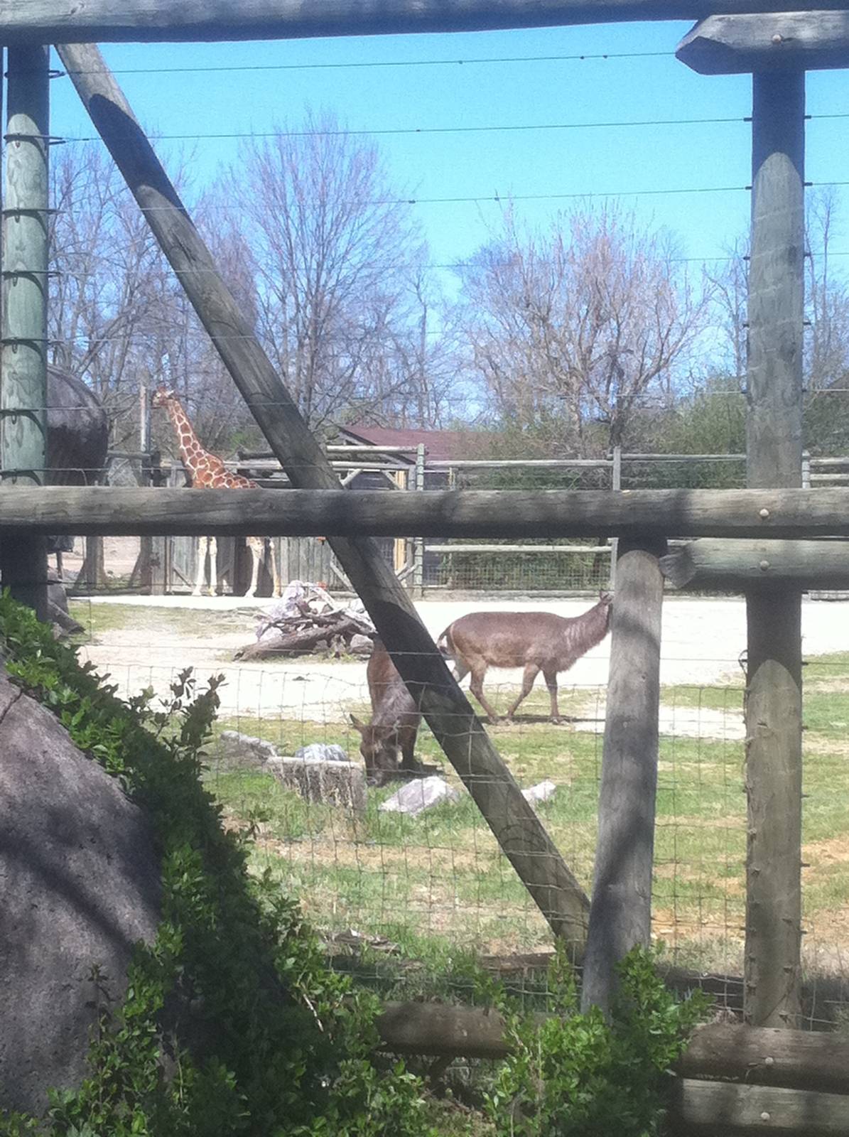 4/2/2013 - Mixed Species Exhibit