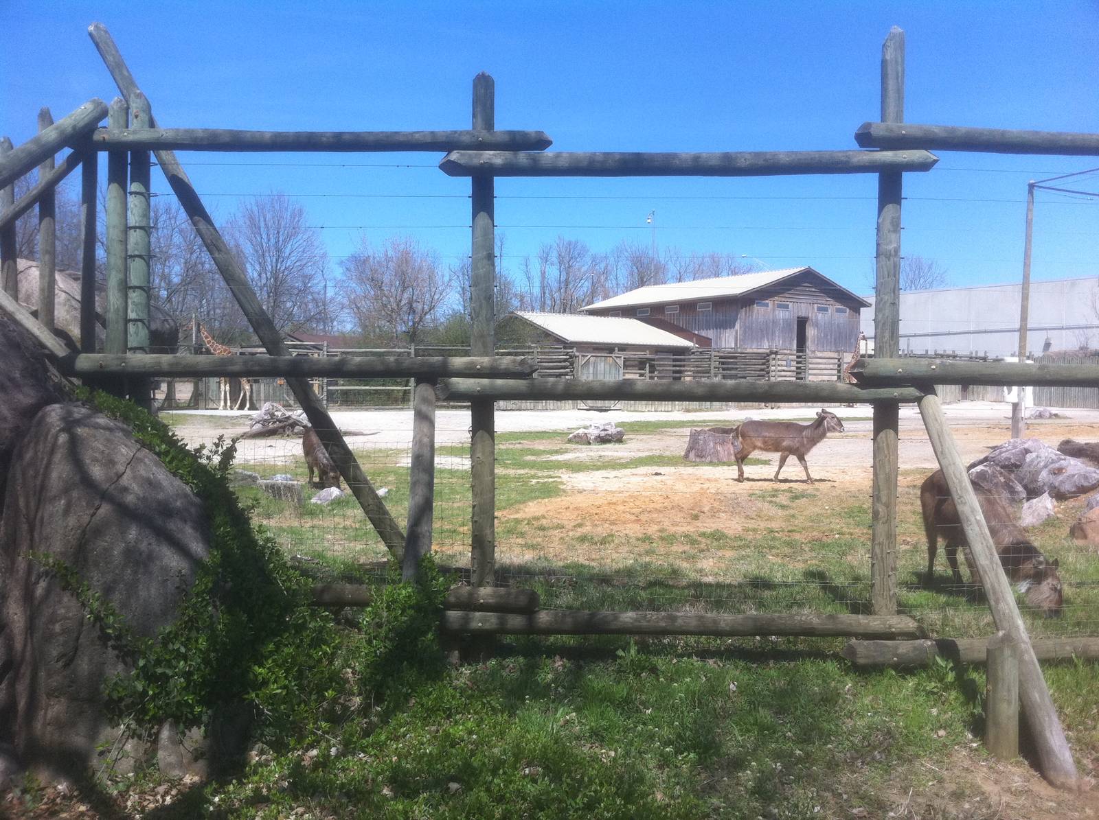 4/2/2013 - Mixed Species Exhibit