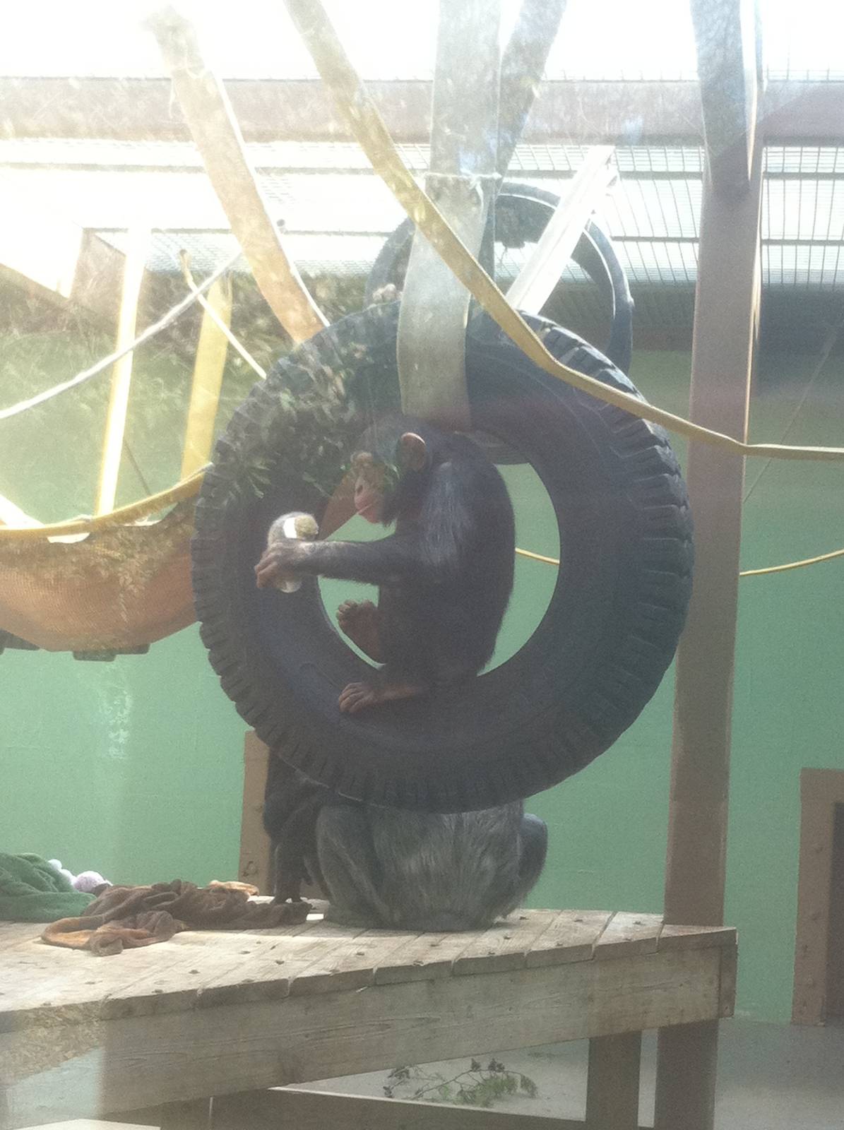 4/2/2013 - Part of Indoor Chimpanzee Exhibit