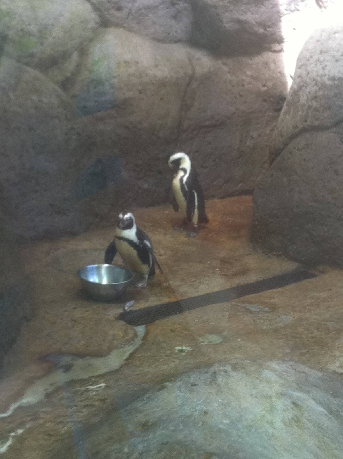 4/2/2013 - Penguin Rock