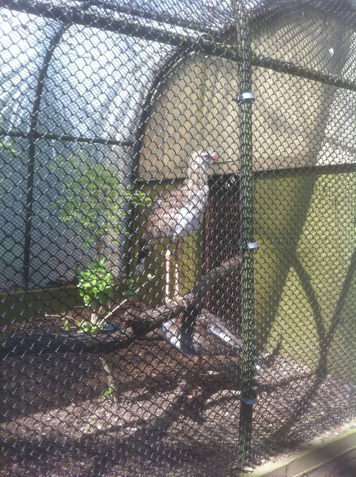 4/2/2013 - Red Legged Seriema Exhibit