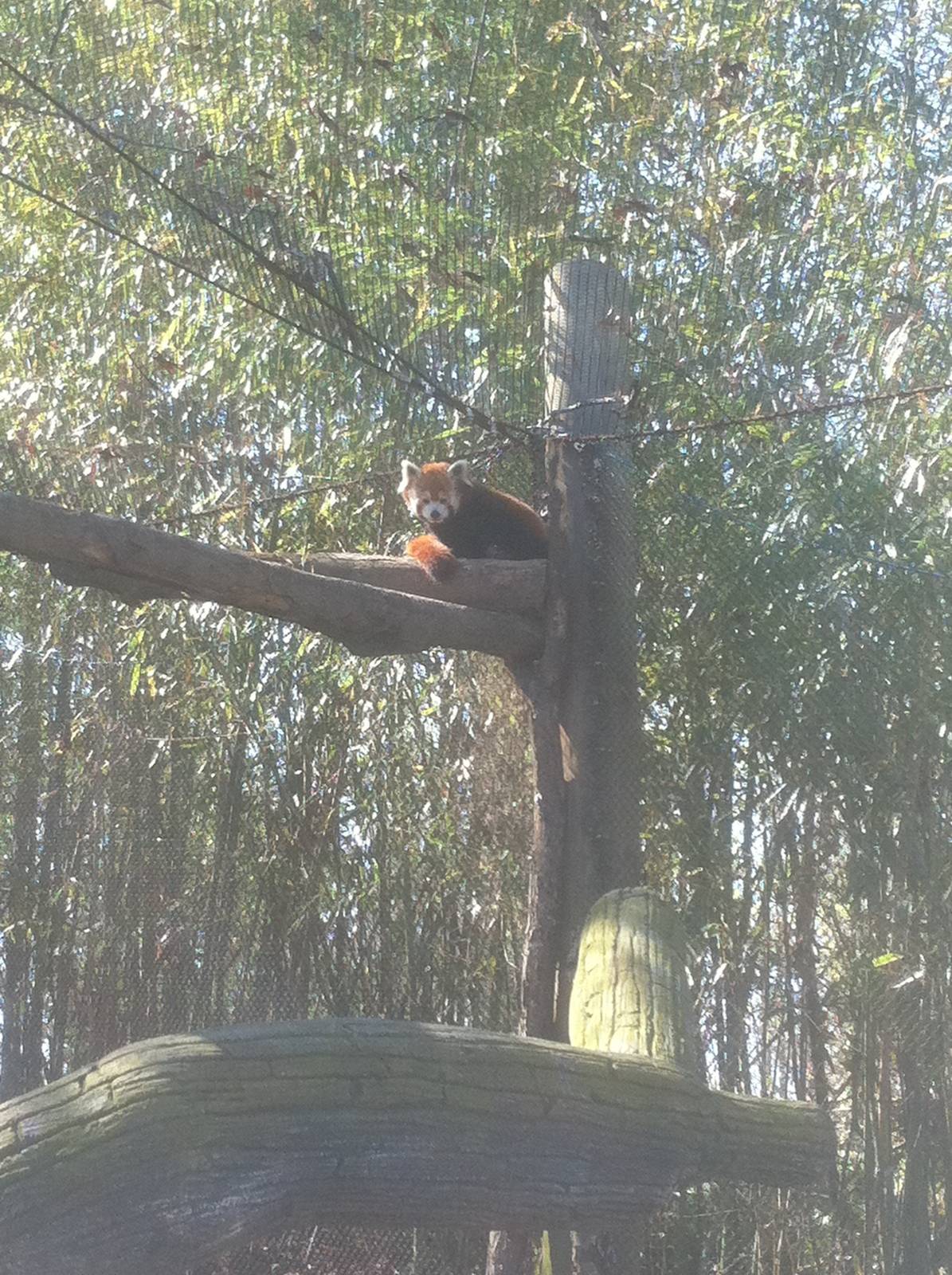 4/2/2013 - Red Panda Exhibit #1